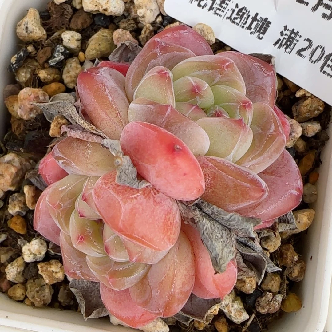 花语逸境0211-317