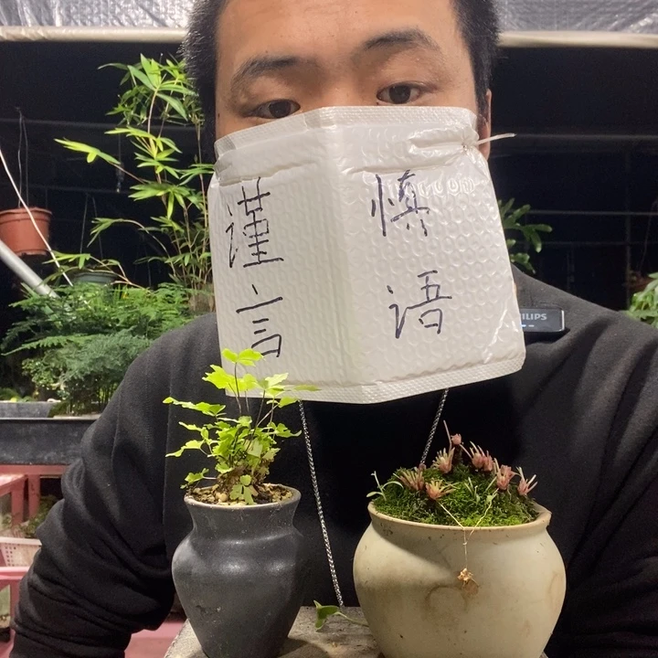 以实际为准盆景绿植盆栽122
