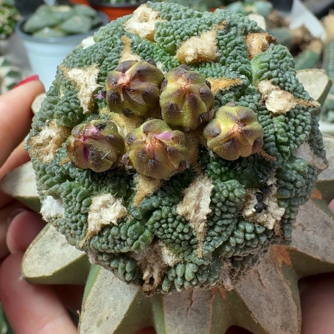 【闪购商品】无花朵福利颗粒盾牌大尤黑牡丹