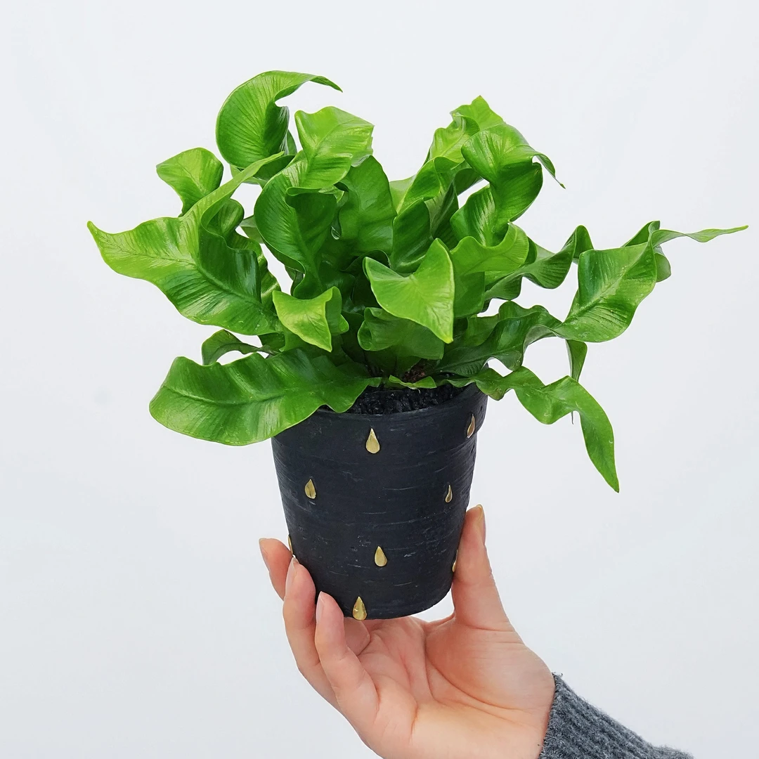 火焰鸟巢蕨盆栽室内四季常青耐阴好养观叶桌面绿植吸甲醛净化空气