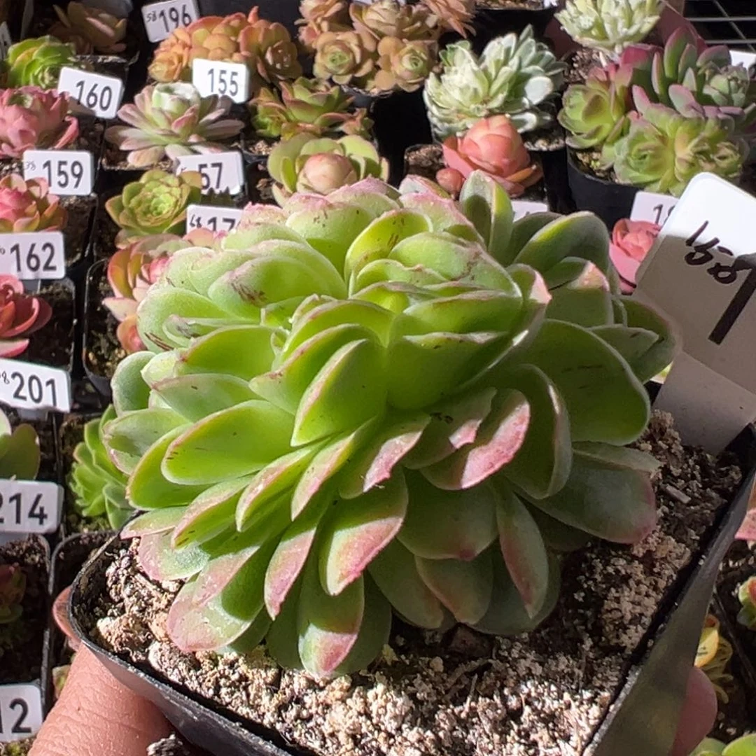 墨幽缀化112山地玫瑰多肉