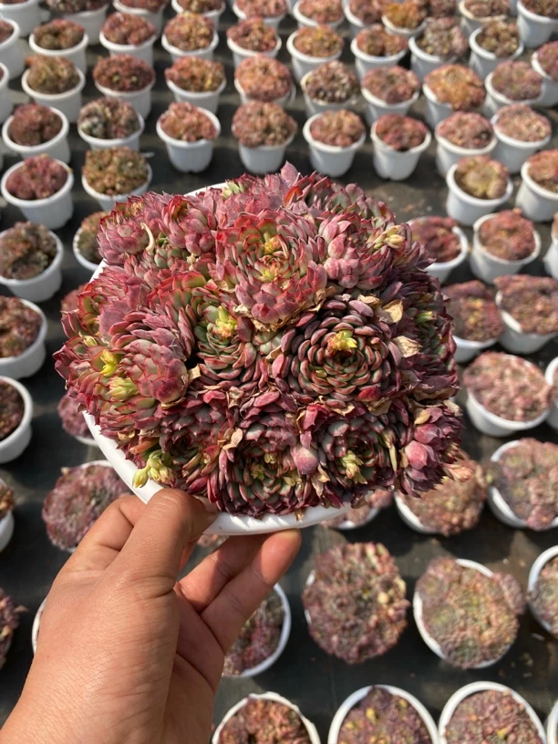 整群梦幻玫瑰多肉植物