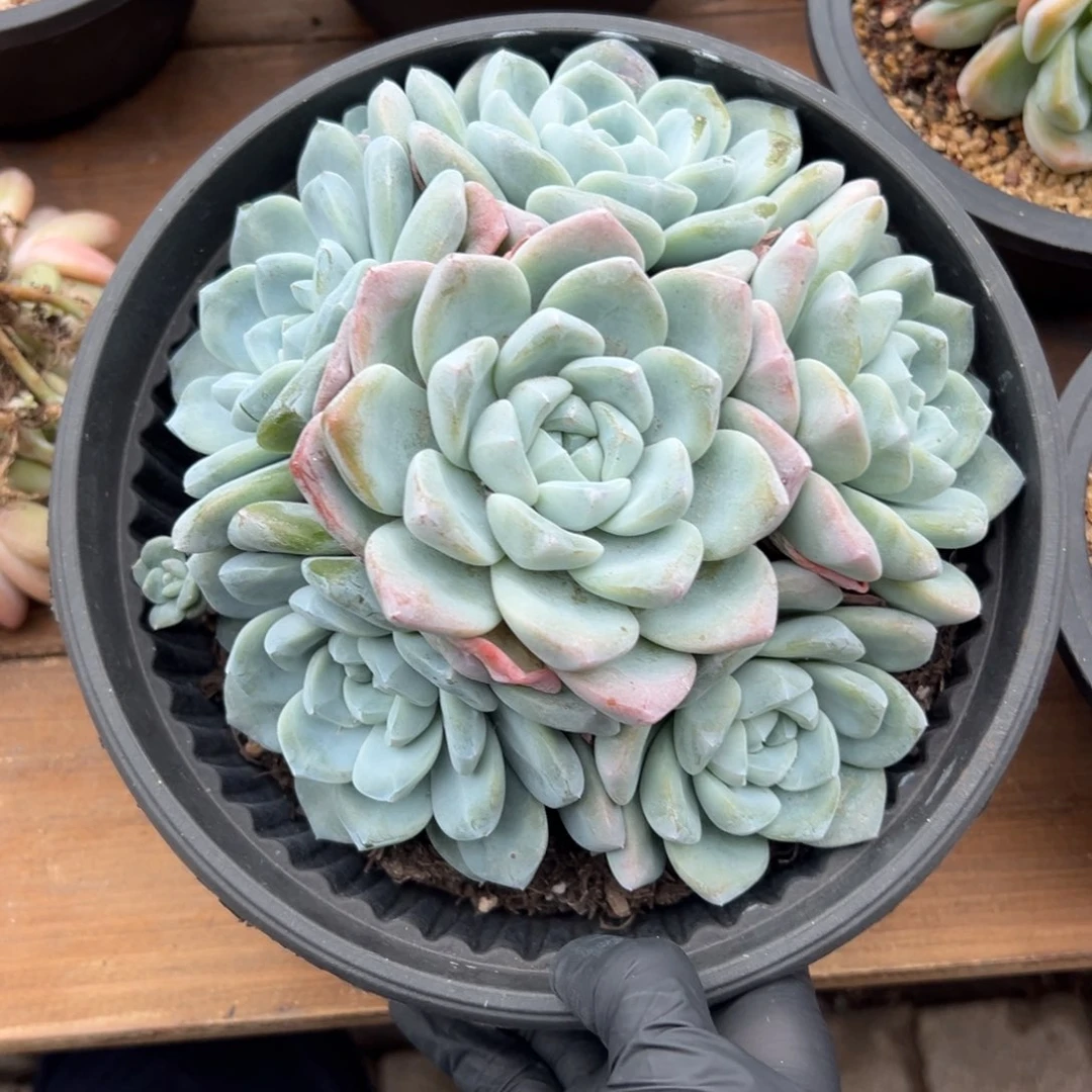 冰玉手捧1111111111111111