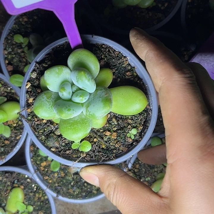 多肉植物刚果美人837