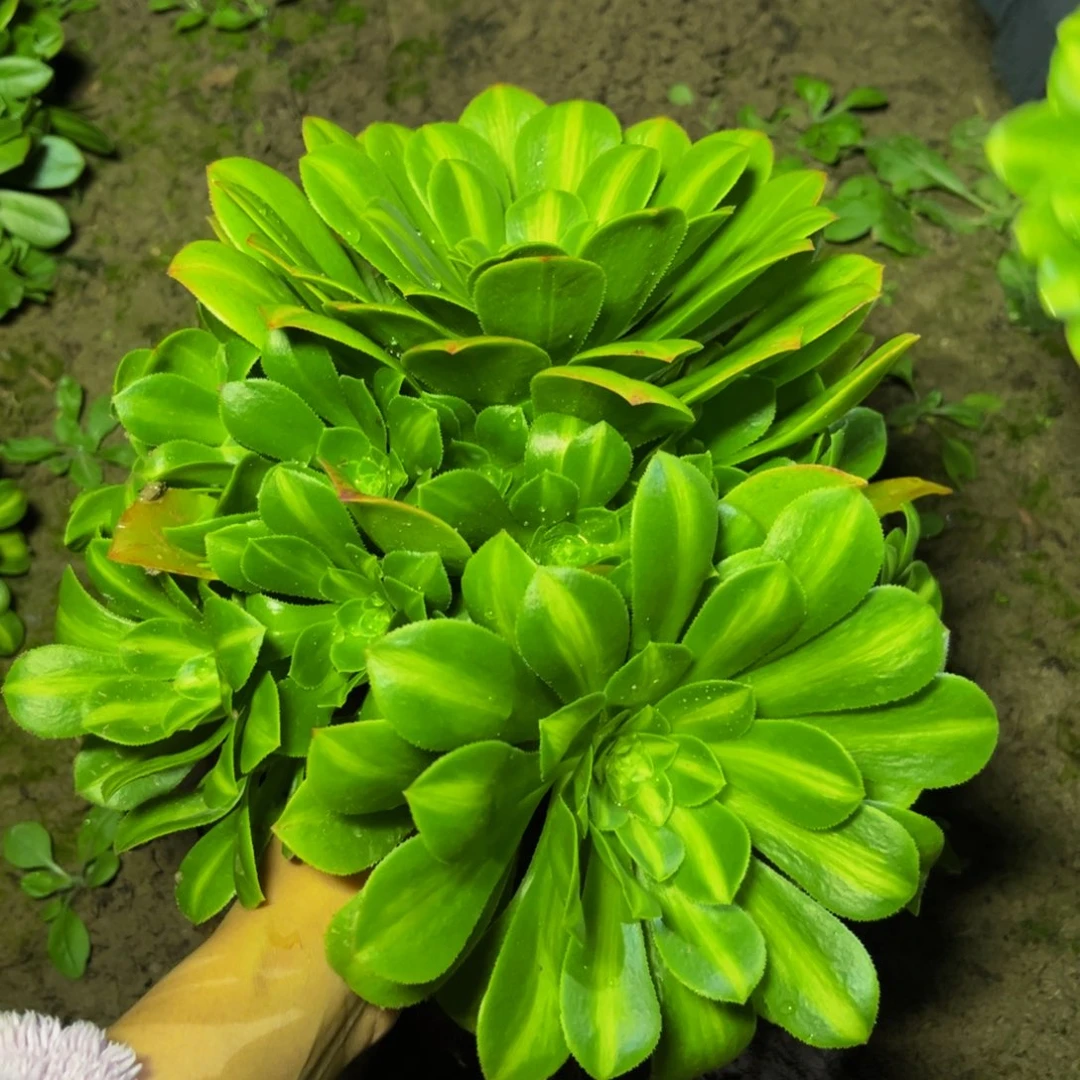 翡翠琉璃多肉植物捧花的