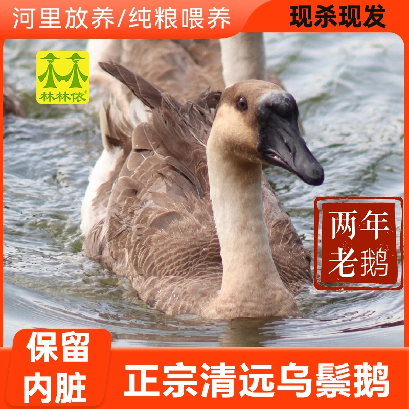 【两年老鹅】清远乌鬃鹅7~8斤 现杀现发广东黑棕鹅新鲜散养土鹅肉
