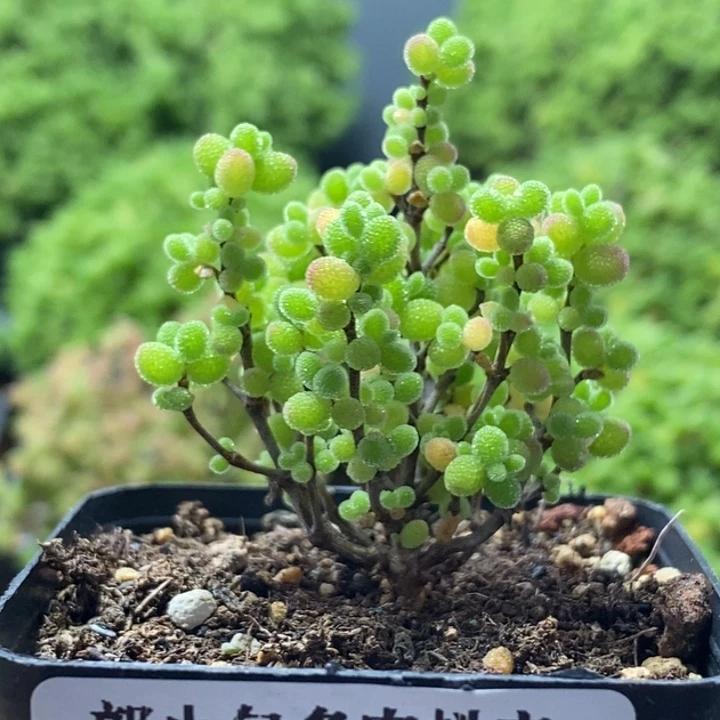 蜜橘糖球8236枝干番杏