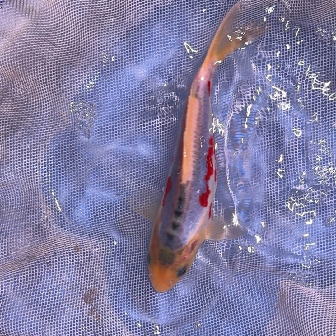 锦鲤精品锦鲤大放漏