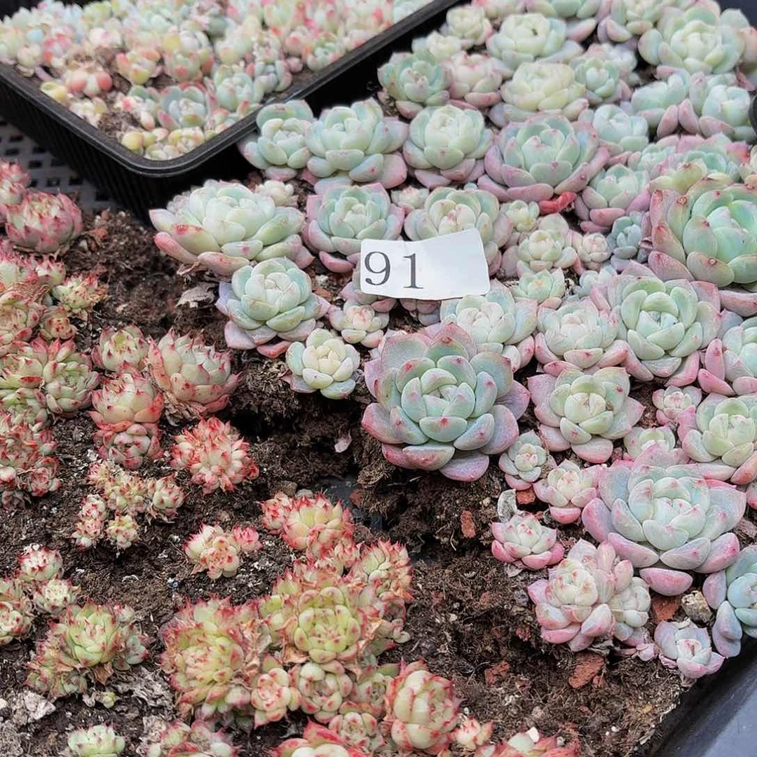 多肉植物多肉植物91