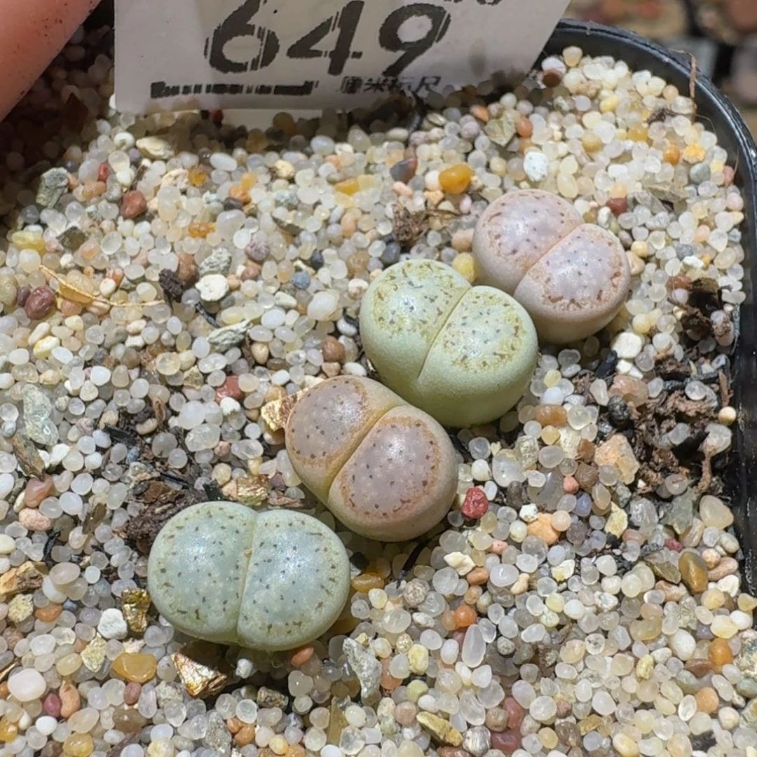 Ssss精品生石花649