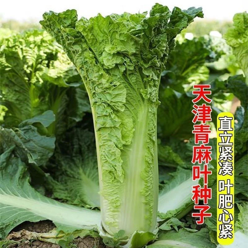 【全店满5包包邮】天津青麻叶白菜种子直筒形秋季绿大青麻叶大白菜