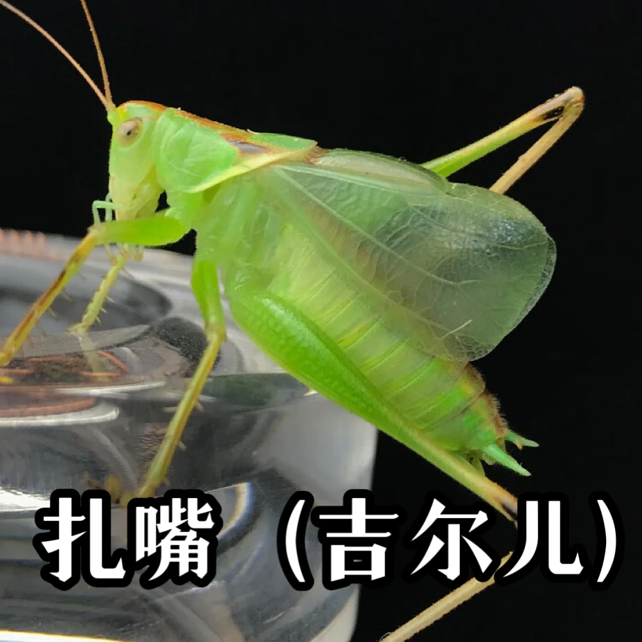 鸣虫小伙·扎嘴（吉尔儿）2只