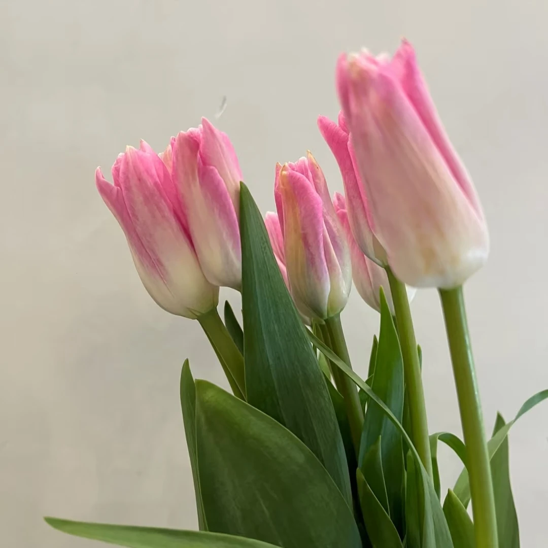 大头粉郁金香辽宁基地直发顺丰包邮