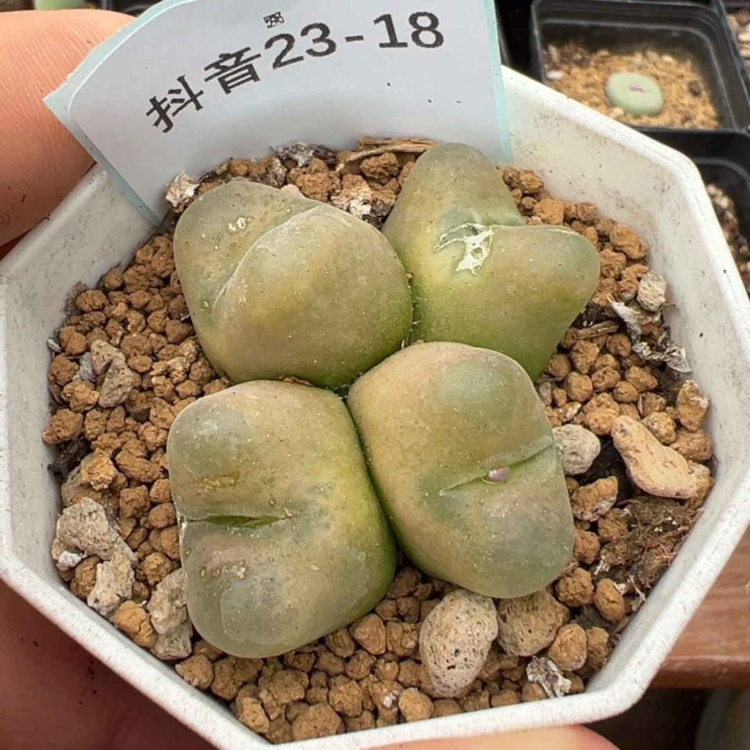 茜***气23-18肉锥多肉植物