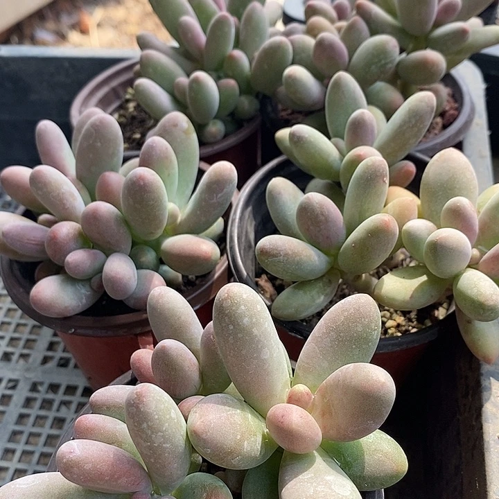 无花朵多肉一物一拍