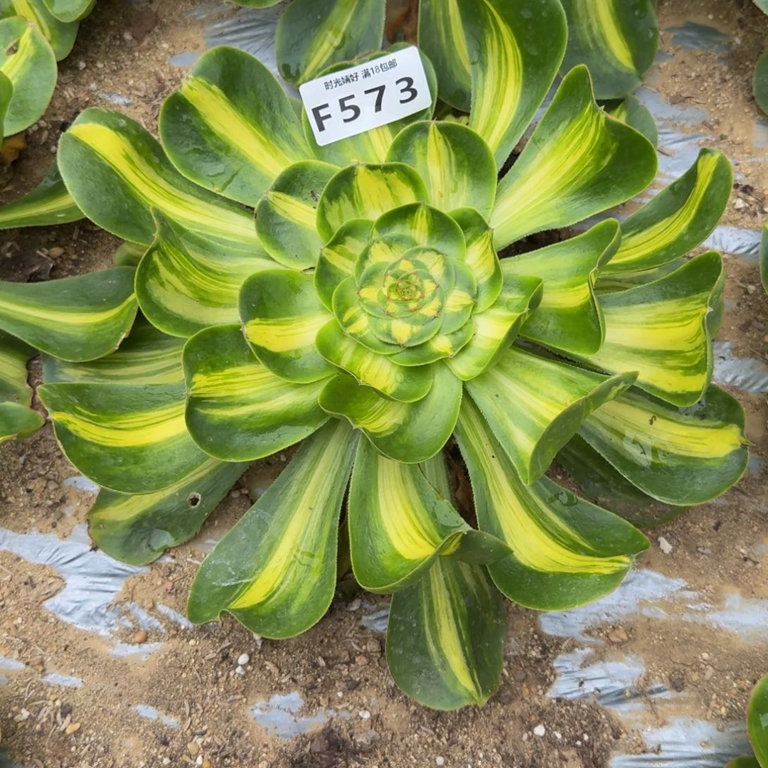 573暴君。多肉植物