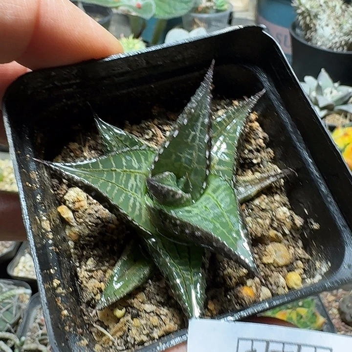 176龙鳞脱土发货自根