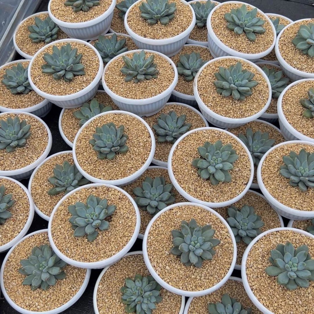敲***敲4颗哥特大小均匀多肉植物