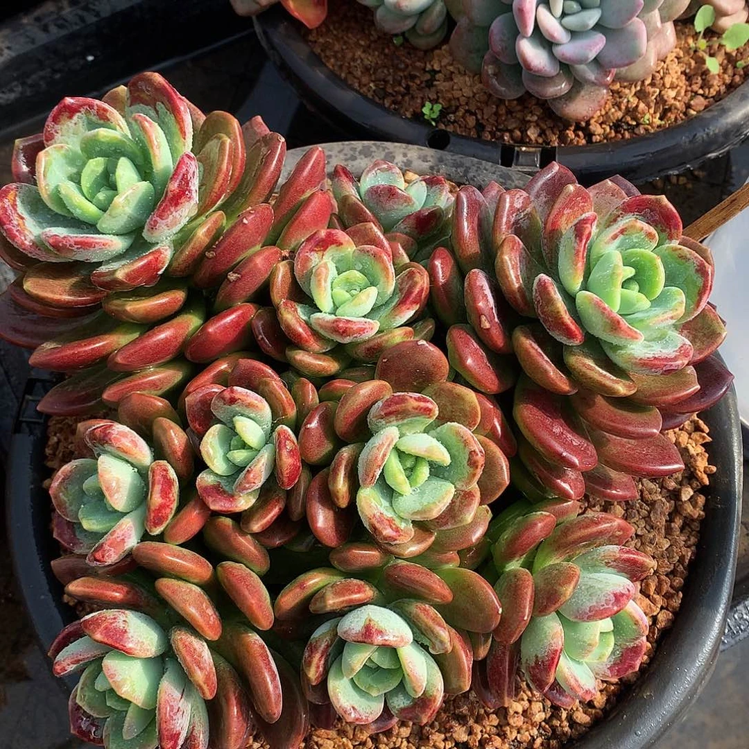 拉萨多肉一物一拍