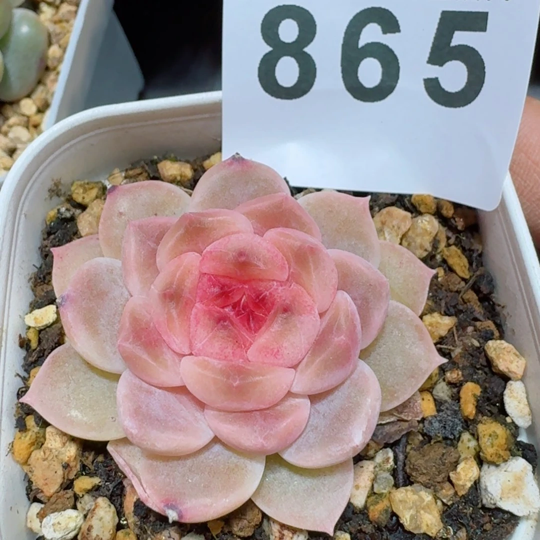 草莓冰魄         精品多肉