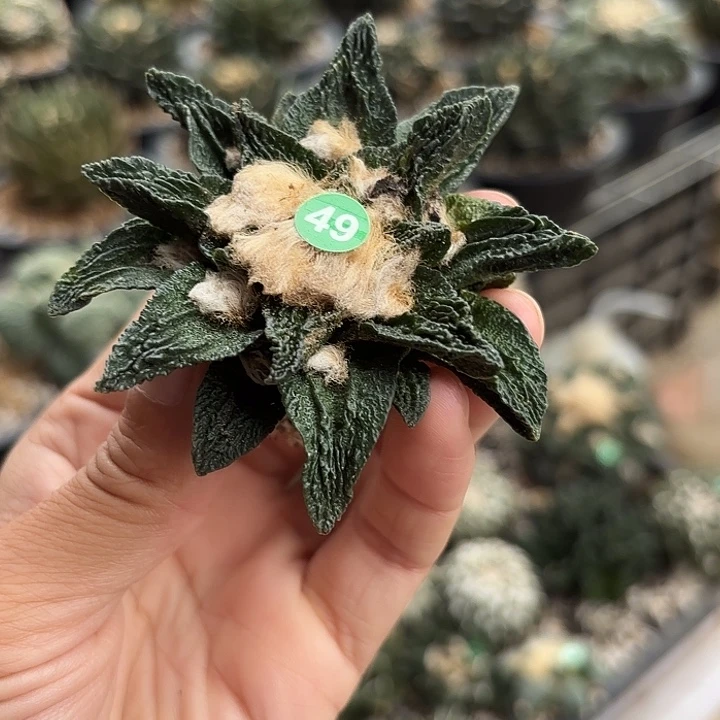 苗接落地仙人球49