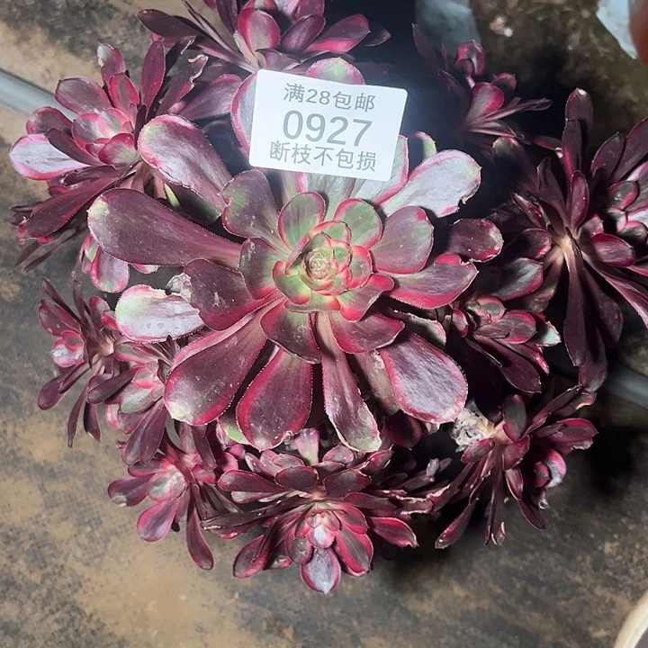 0927丽娜多肉植物