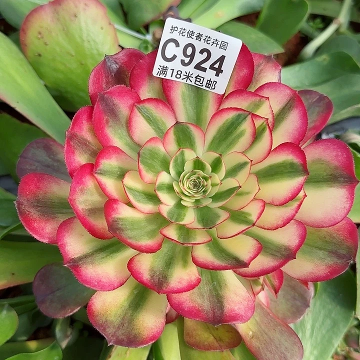 多肉法师荔枝捧花