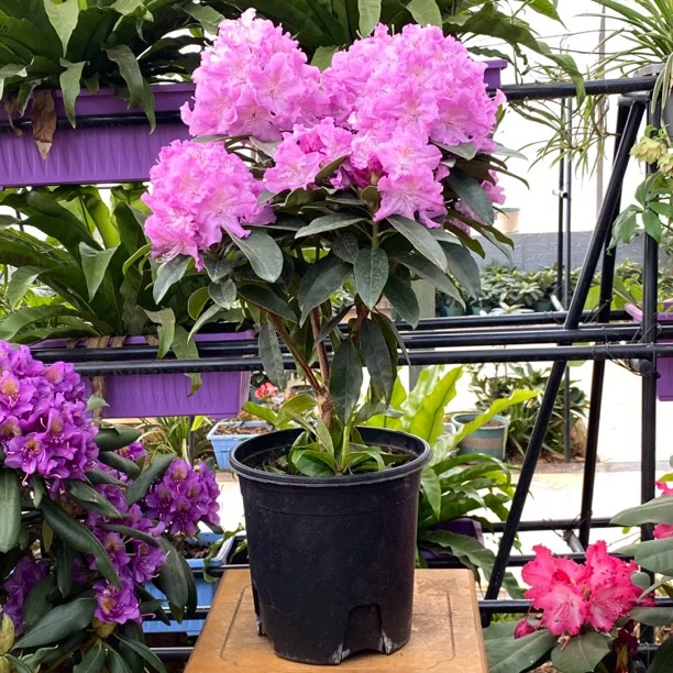 高山杜鹃新品紫蝶两家仑大苗带花苞发货