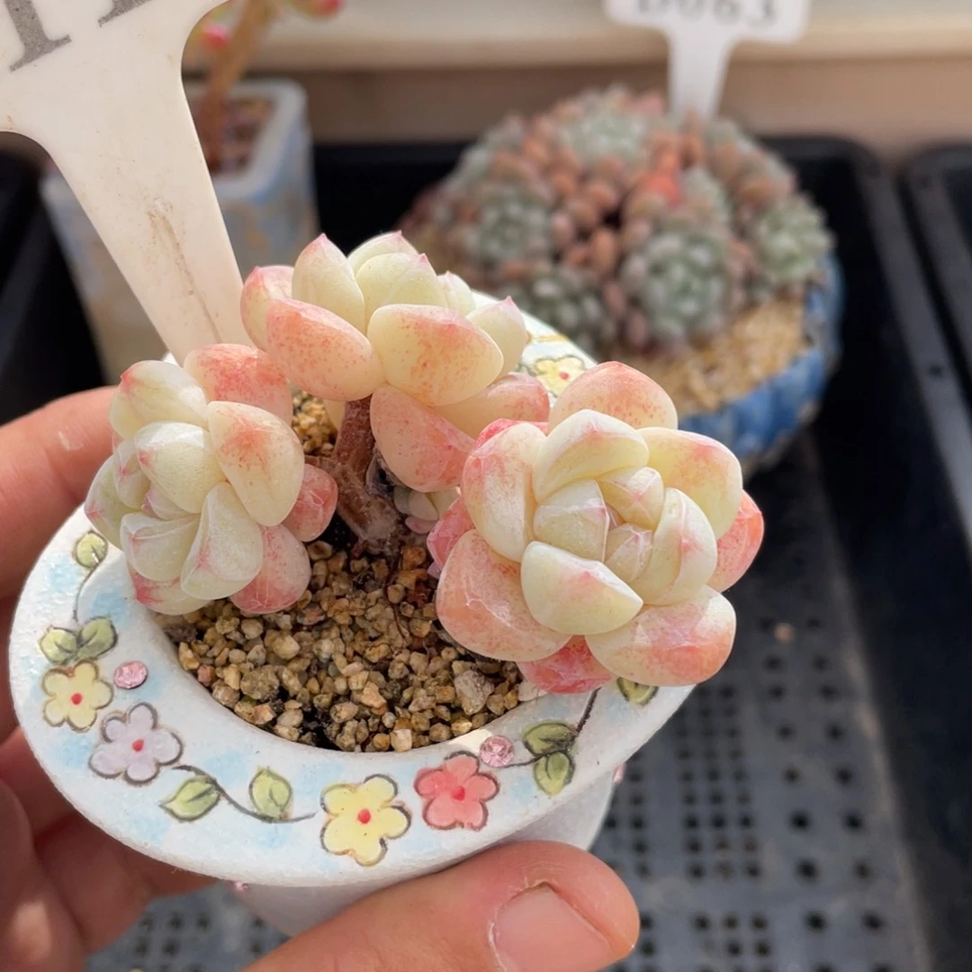 0116冰玉不带盆7厘米