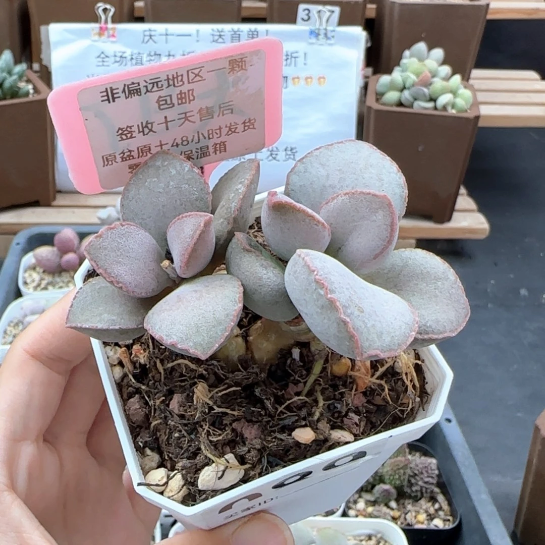 她**肉089金牛座多肉植物