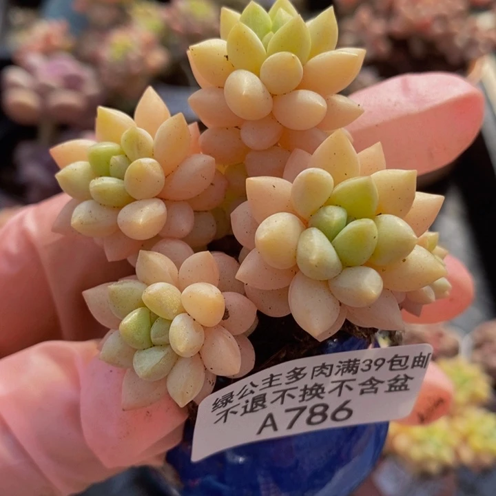 泡泡糖5cm786多肉植物