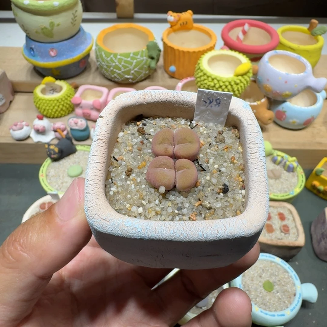 蘑菇322空卡空卡