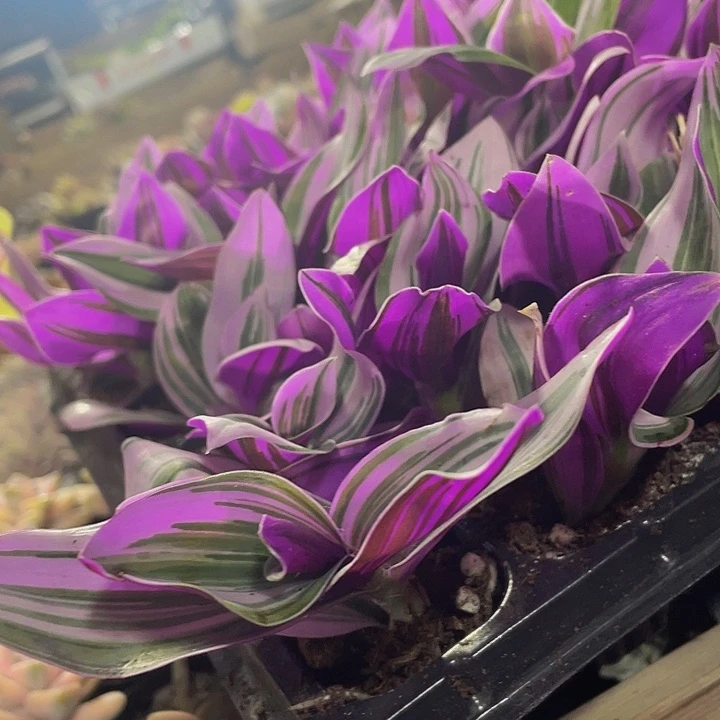 婚礼油画1.5带土发