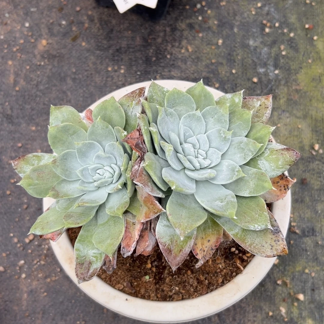 普芙杂～一物一拍1864