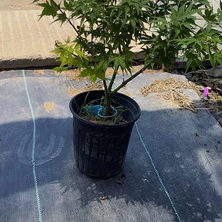 完全开放红枫石化八房品种枫树