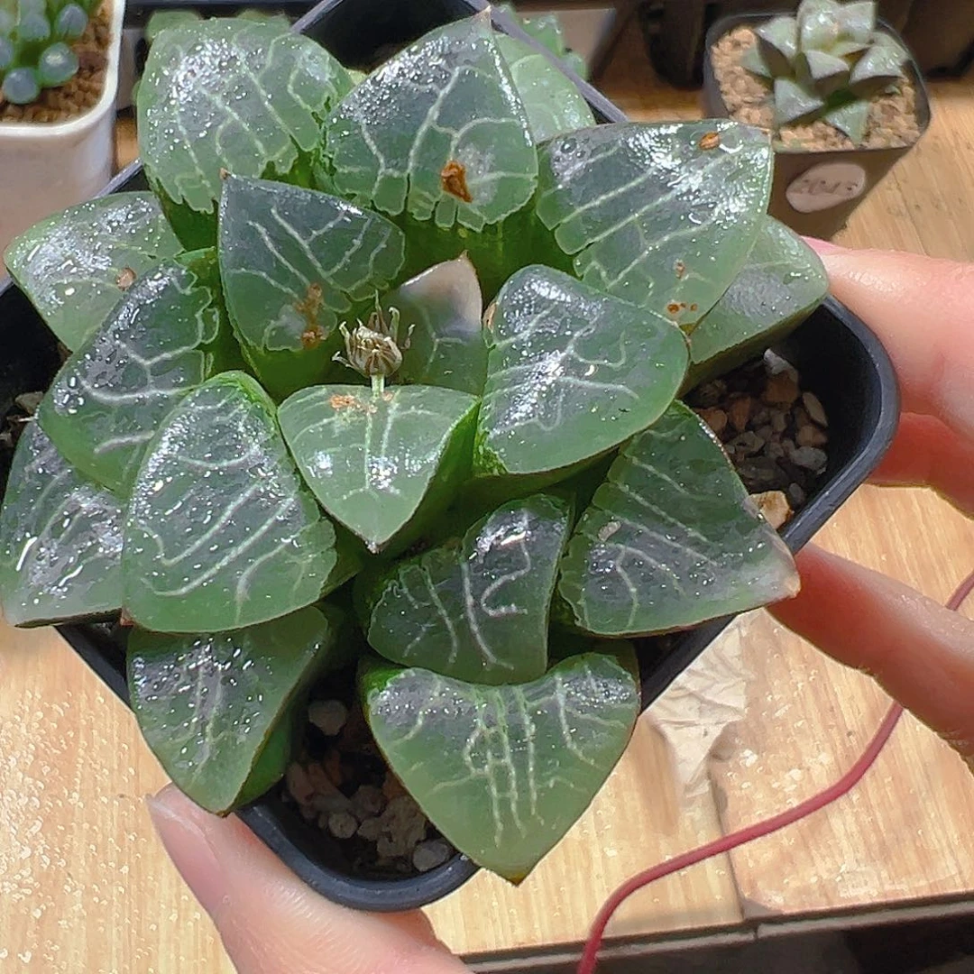 瑕疵月影母本玉露多肉植物一颗