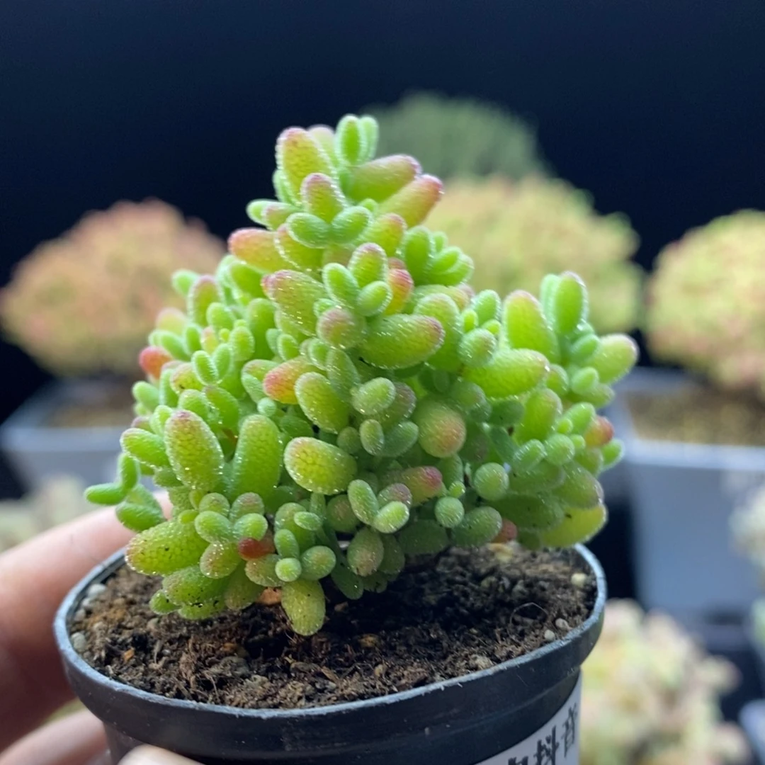 奶*105蜜橘糖球。