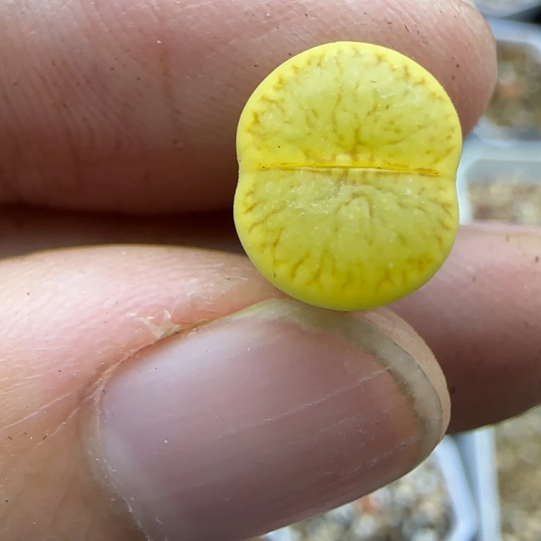 48绿菊锦生石花满30包邮发货