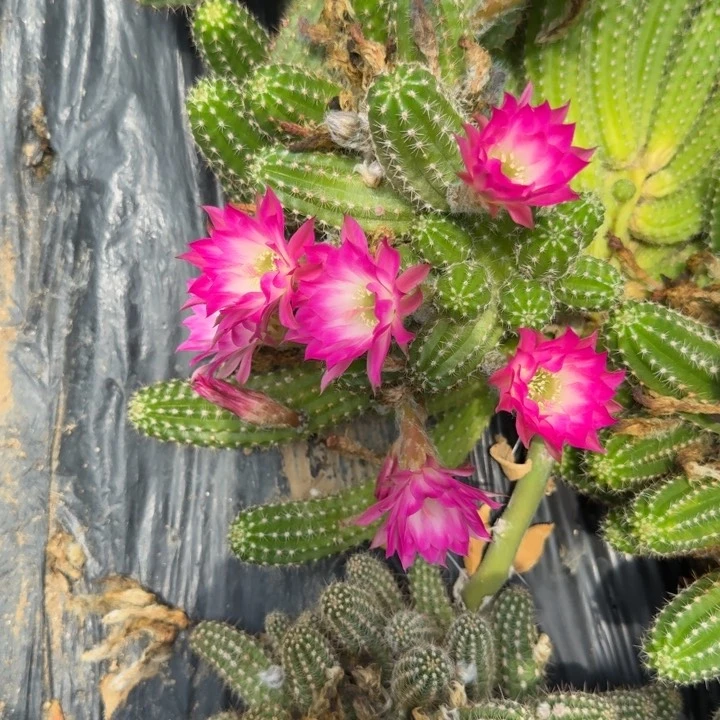 白檀仙人掌536侧芽一个