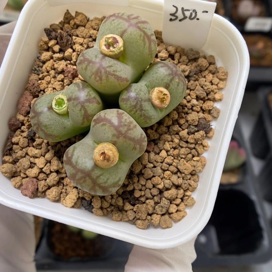 多肉植物肉锥杂交K-4086