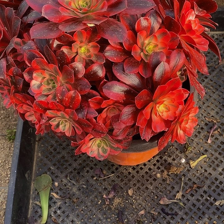 多肉美杜莎356多肉