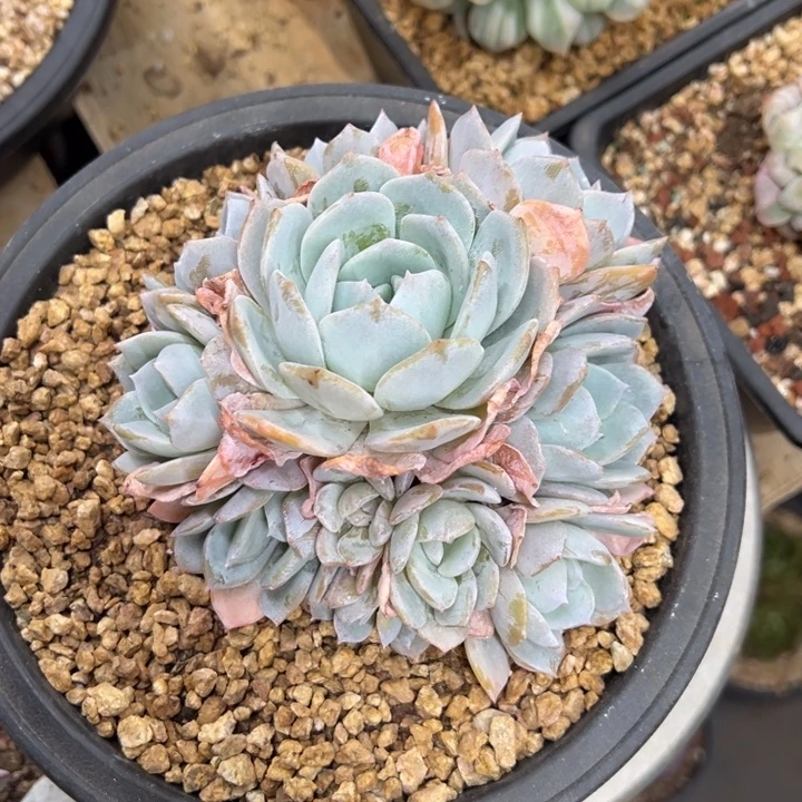 白茶 群生 夏鸣园艺