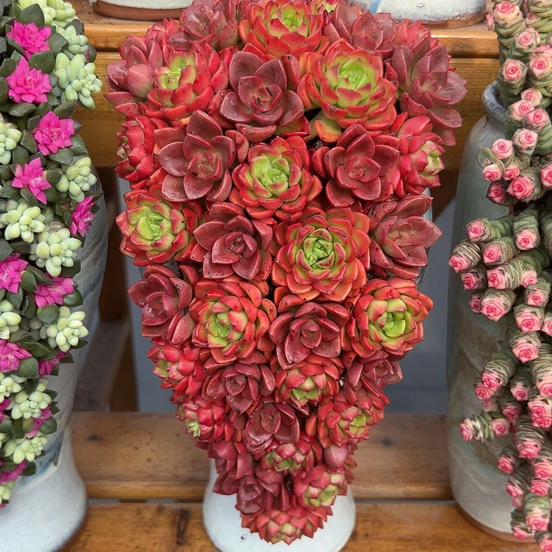 047多肉组合花园组合