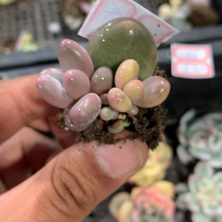 奶酪锦拉丝锦锦锦锦