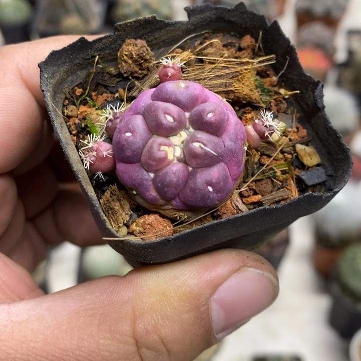 爱***养紫皮无刺象牙特价2