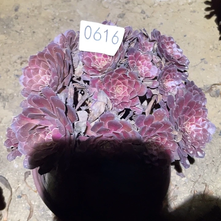多肉植物法师616黑铜壶中班