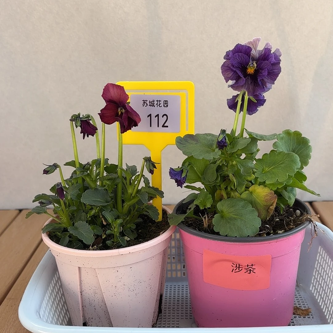 大部分开放少量花苞112