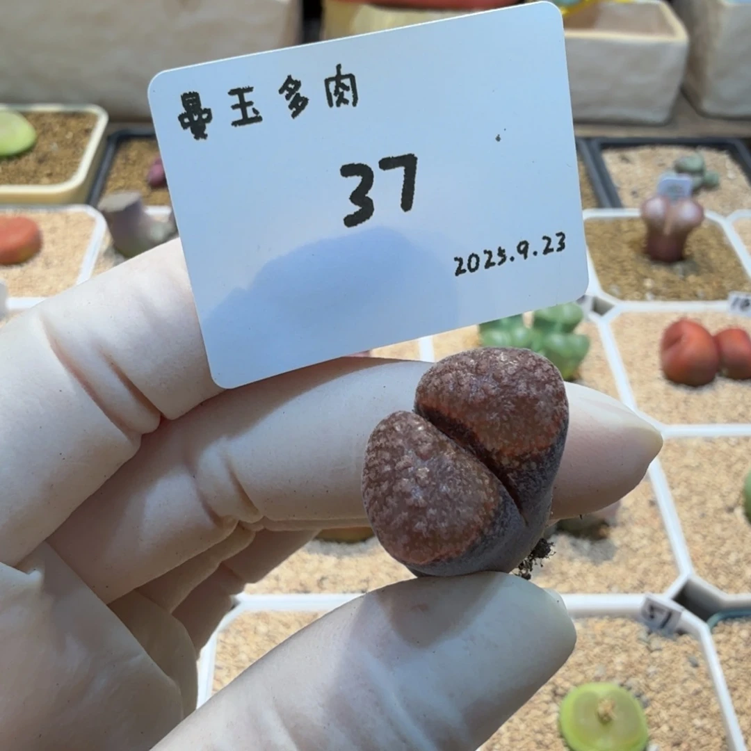 丁***加多肉多肉多肉9.23-037 Y410