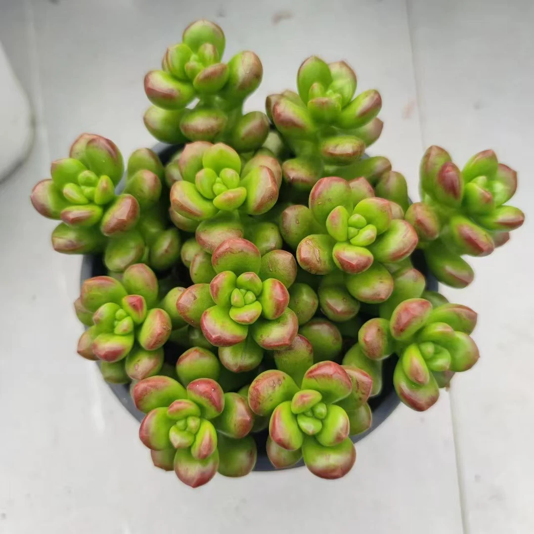 香豆豆1颗带盆发货(拼满15元包邮)多肉植物阳台露台办公室