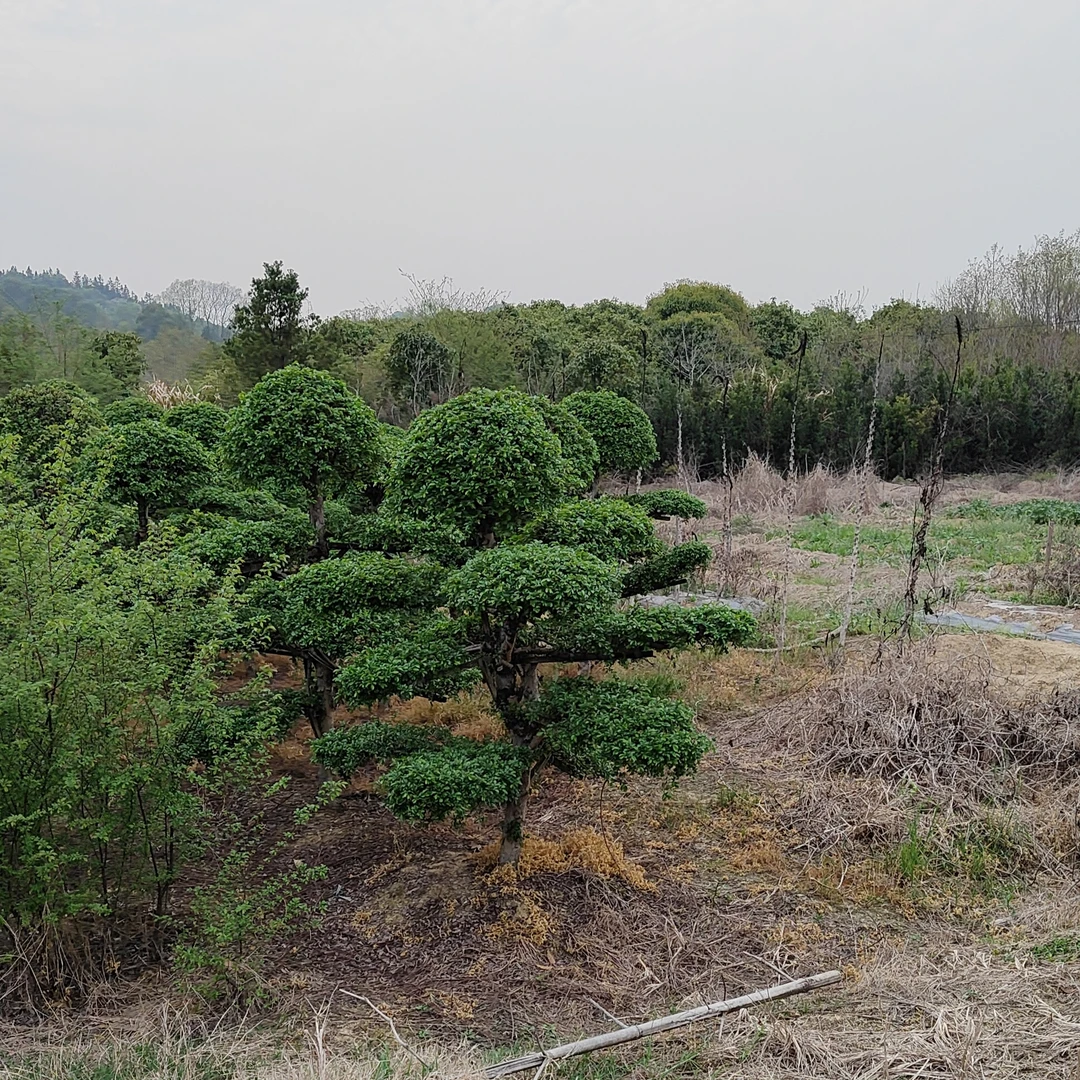 造型榆树景观树适合南北方种植庭院绿化景观树